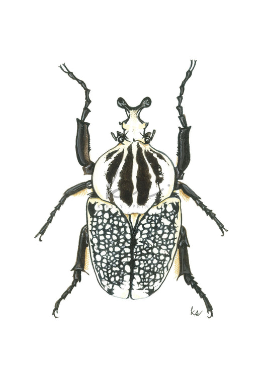 Goliathus Orientalis Beetle