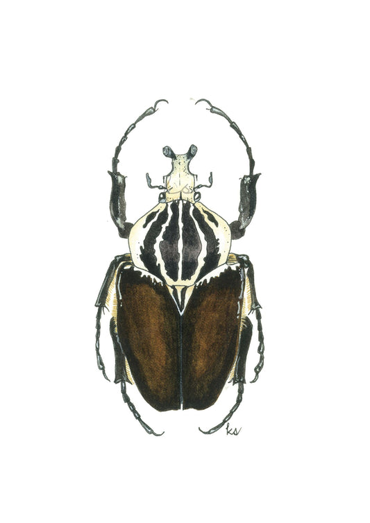 Goliathus Goliatus Beetle