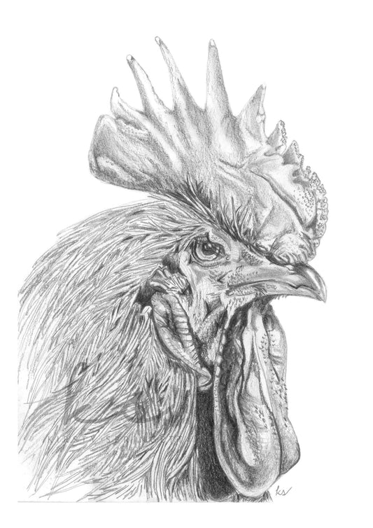 Rooster Illustration